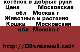 котёнок в добрые руки › Цена ­ 500 - Московская обл., Москва г. Животные и растения » Кошки   . Московская обл.,Москва г.